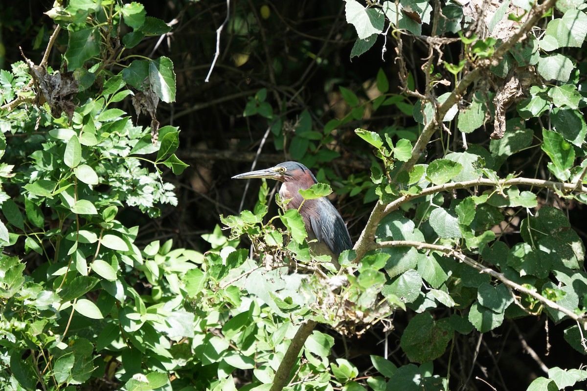 Green Heron - Kyle Jennings