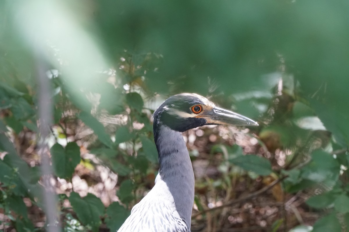 Yellow-crowned Night Heron - Kyle Jennings