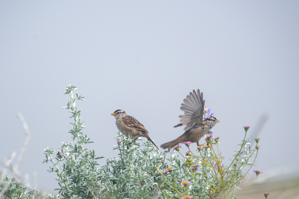 White-crowned Sparrow (nuttalli) - ML254580471