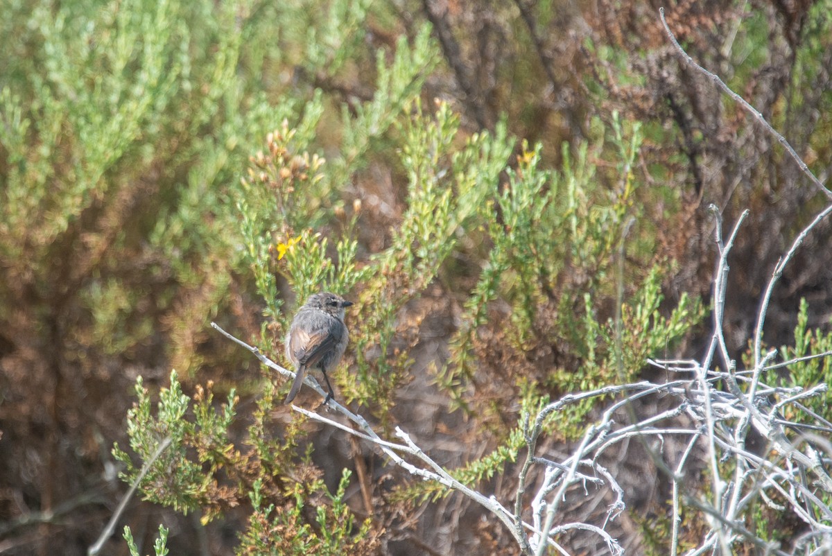 Bushtit (Pacific) - ML254580581