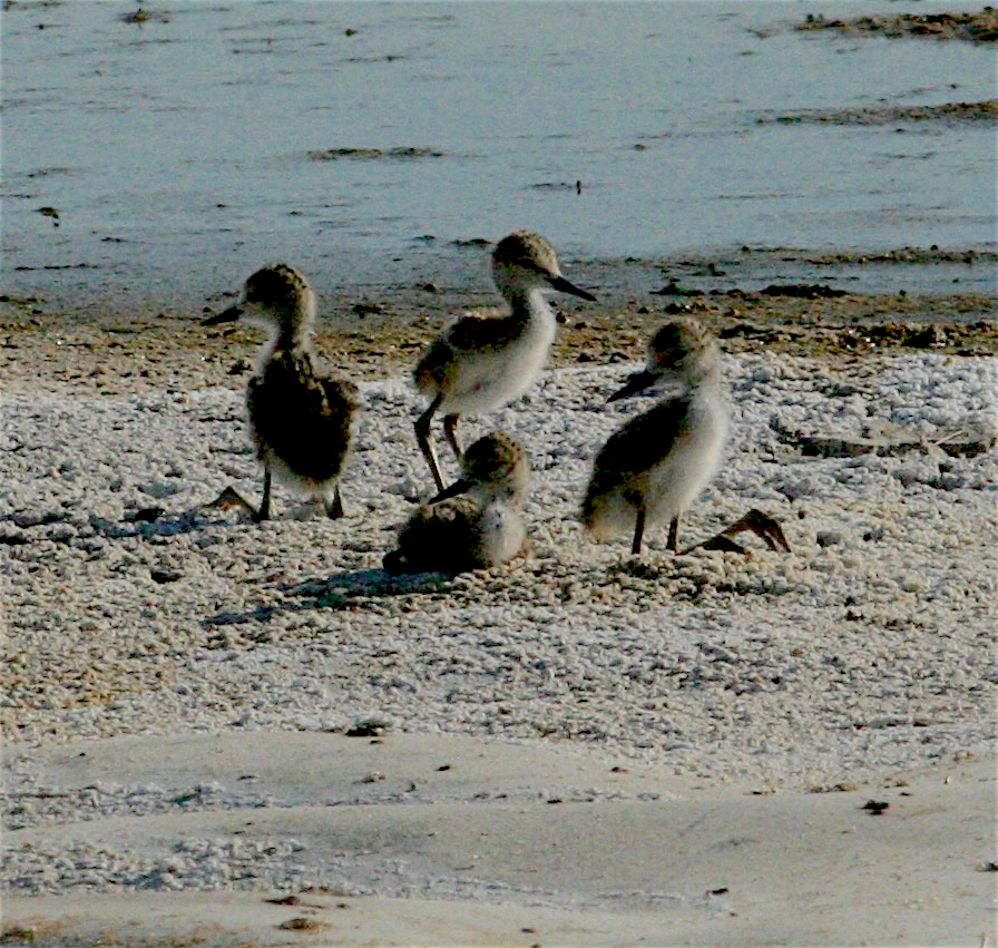 Black-necked Stilt - ML254581481