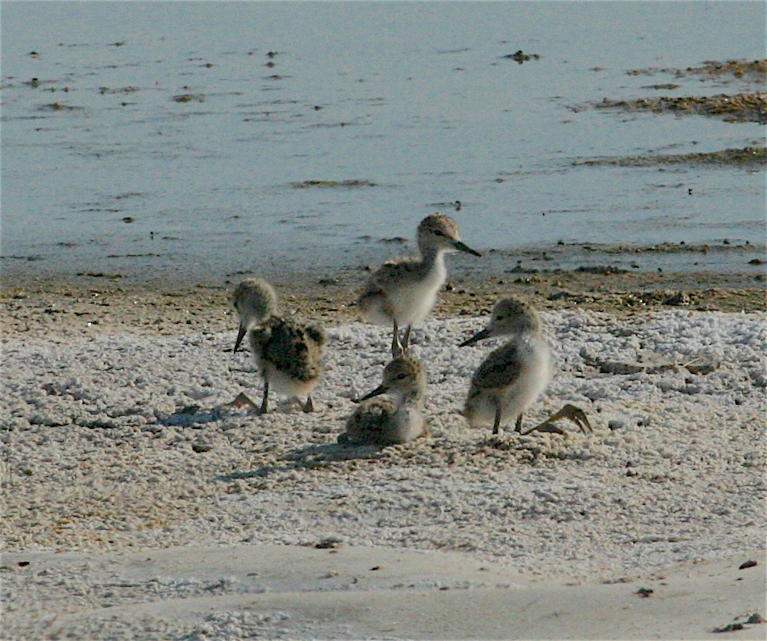 Black-necked Stilt - ML254581491