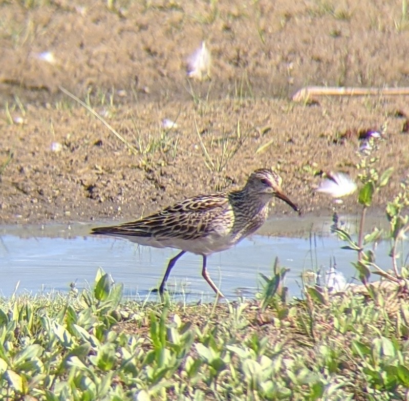 Pectoral Sandpiper - Kyle Strode