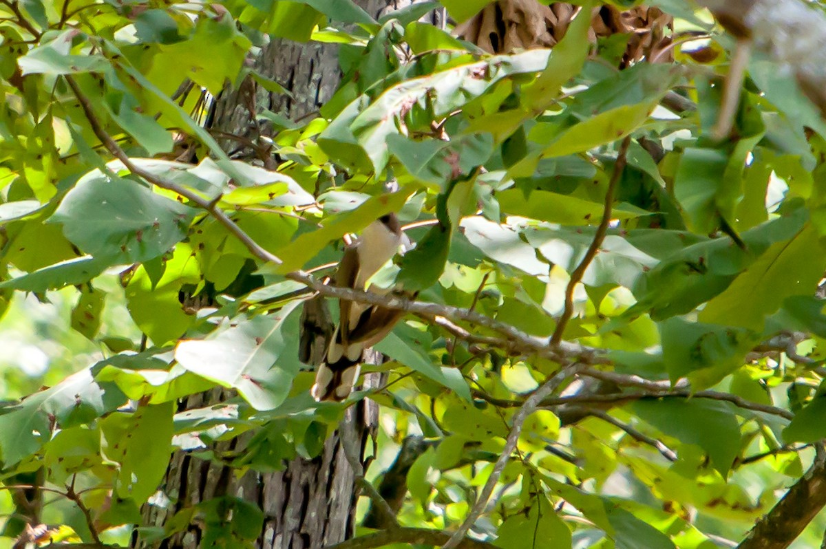 Yellow-billed Cuckoo - ML254581831
