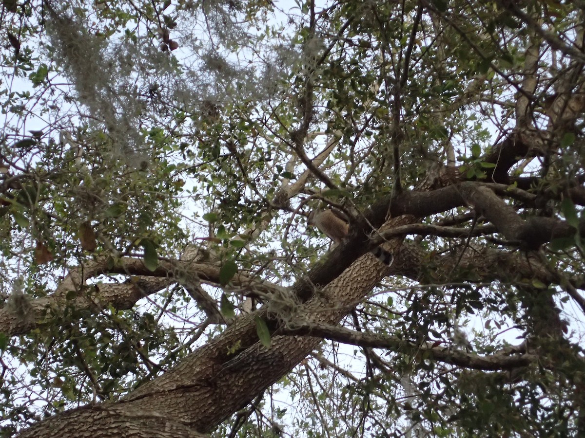 Sharp-shinned Hawk - ML25458301