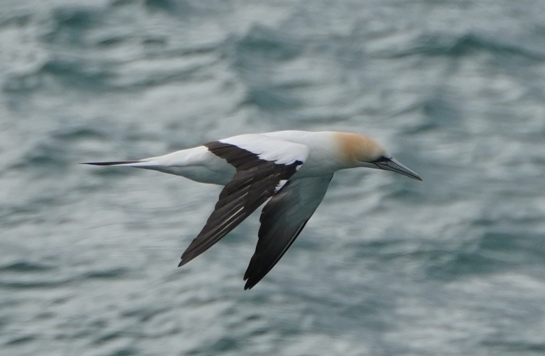 Australasian Gannet - Ian Kerr