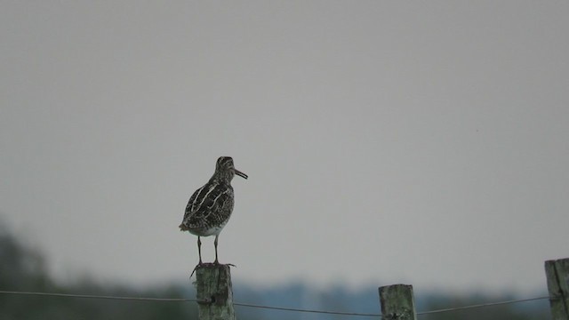 Pantanal Snipe - ML254584901