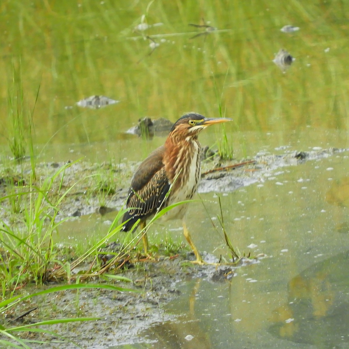 Green Heron - ML254585251