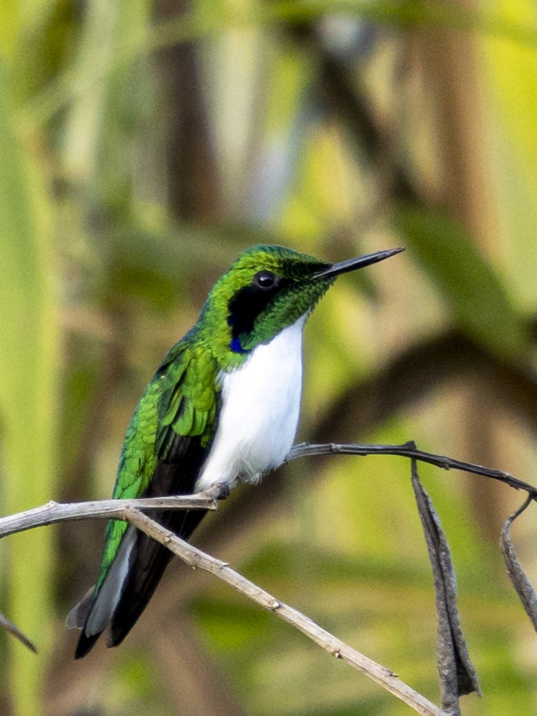 Black-eared Fairy - ML254585341