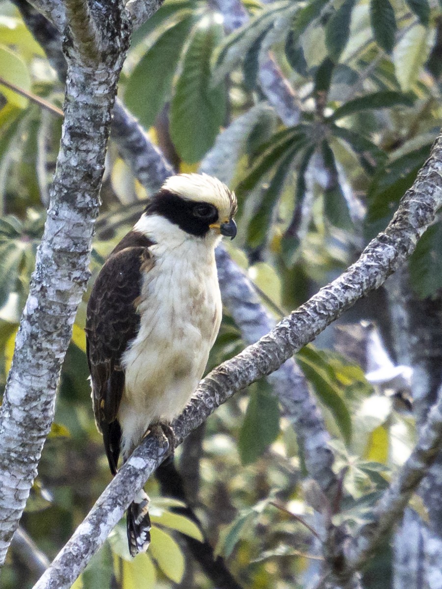 Laughing Falcon - ML254585741