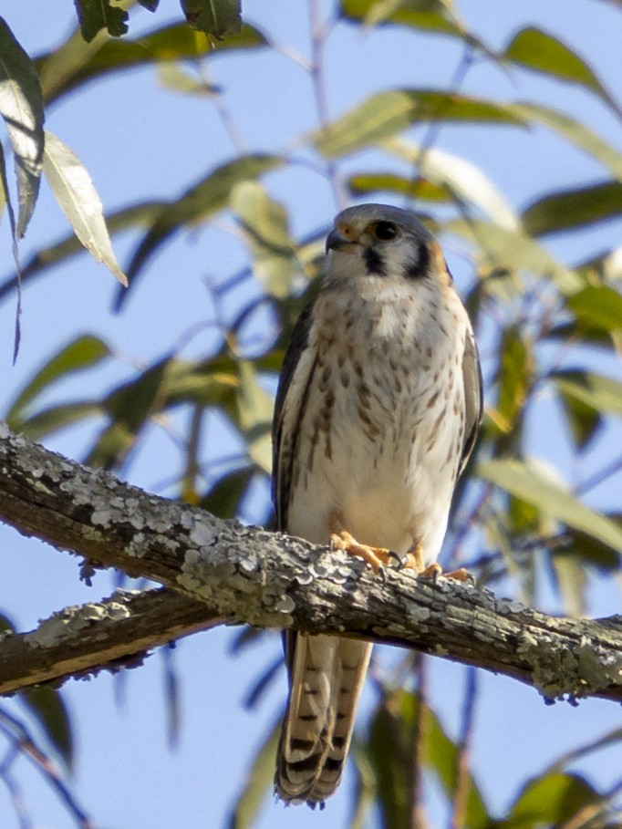 American Kestrel - ML254585781