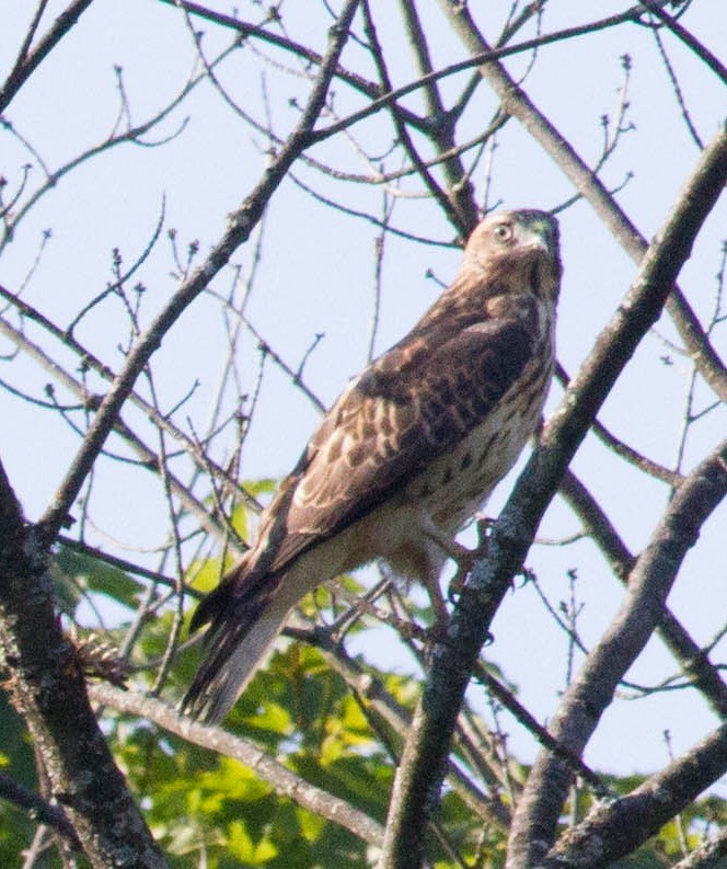 Broad-winged Hawk - ML254587031