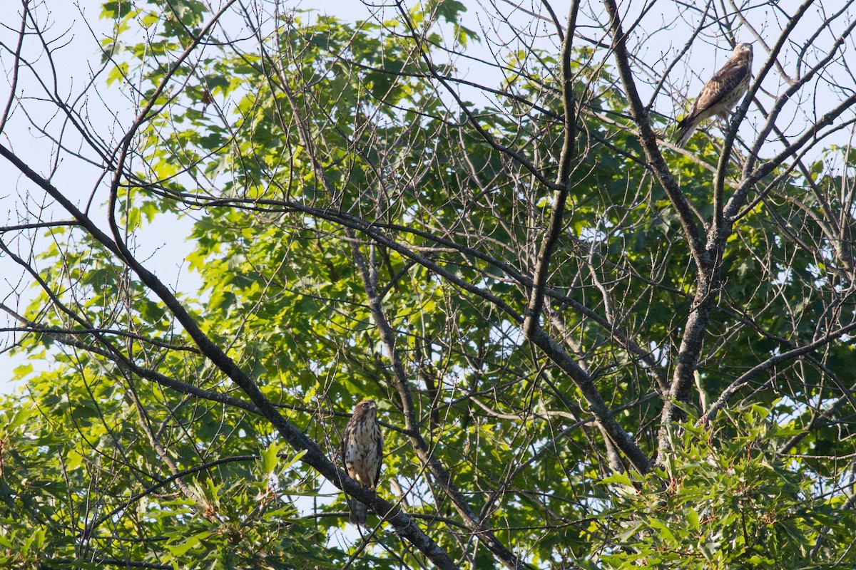 Broad-winged Hawk - Laura Stenzler