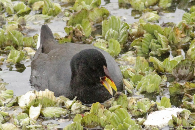 Red-fronted Coot - ML254587521