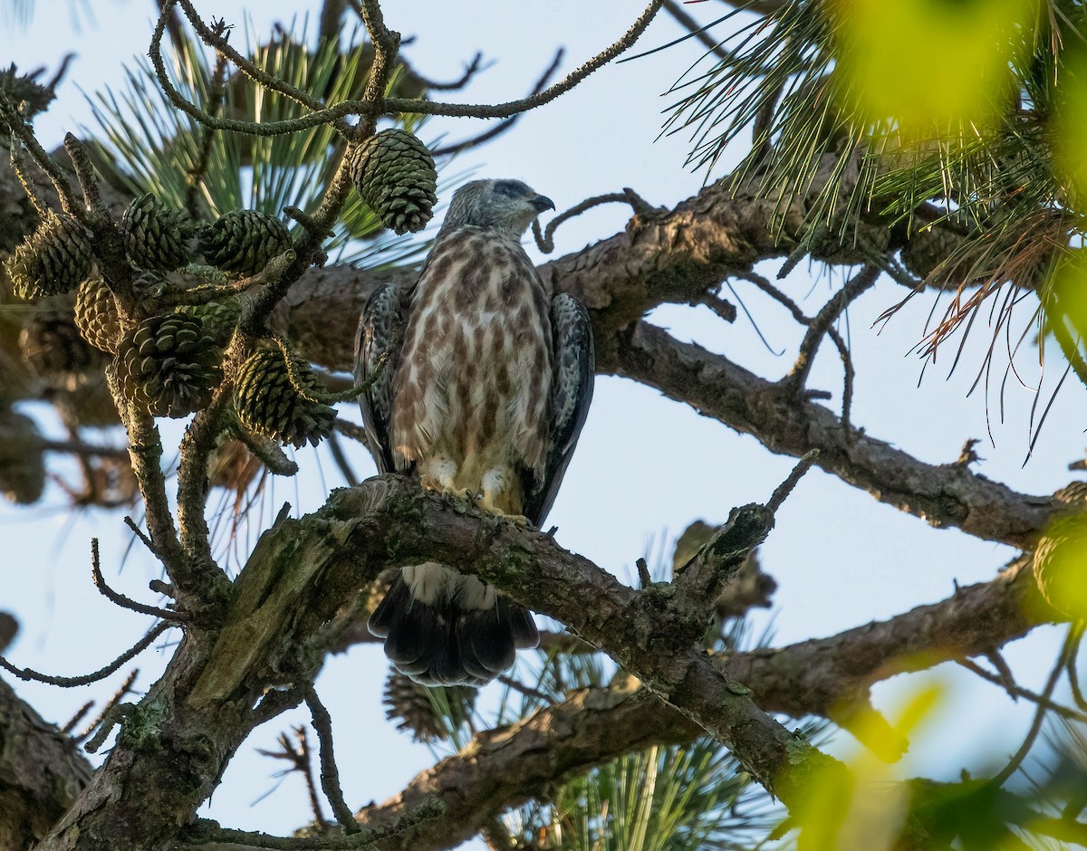 Mississippi Kite - ML254588241