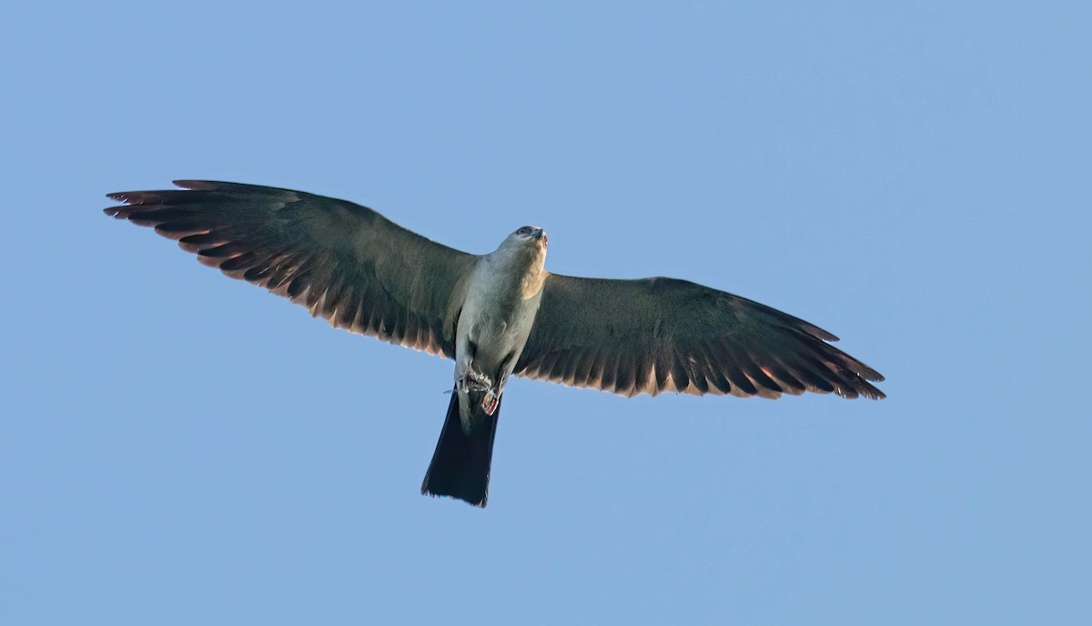 Mississippi Kite - ML254588491