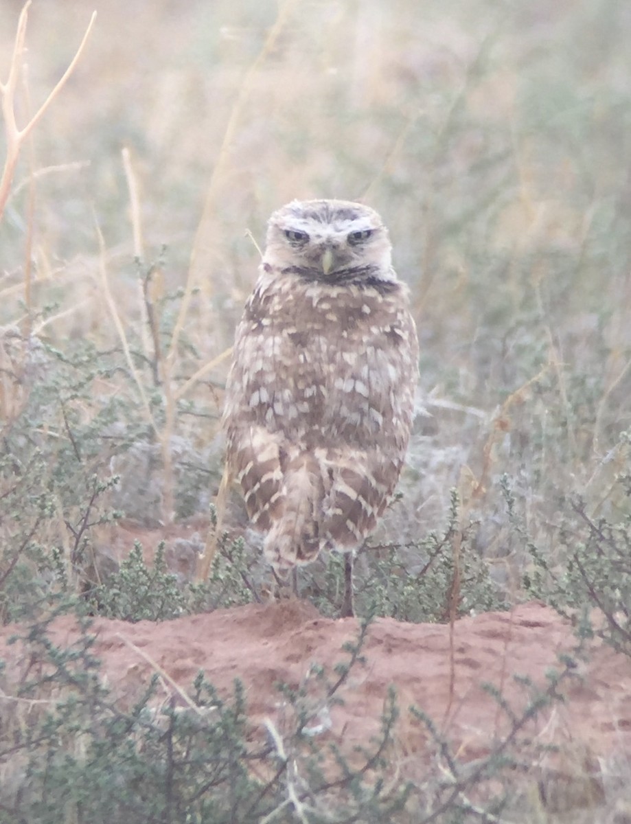 Burrowing Owl - ML254588641