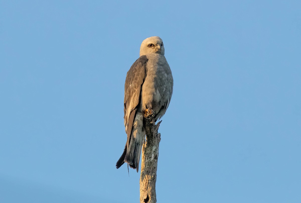 Mississippi Kite - ML254588731