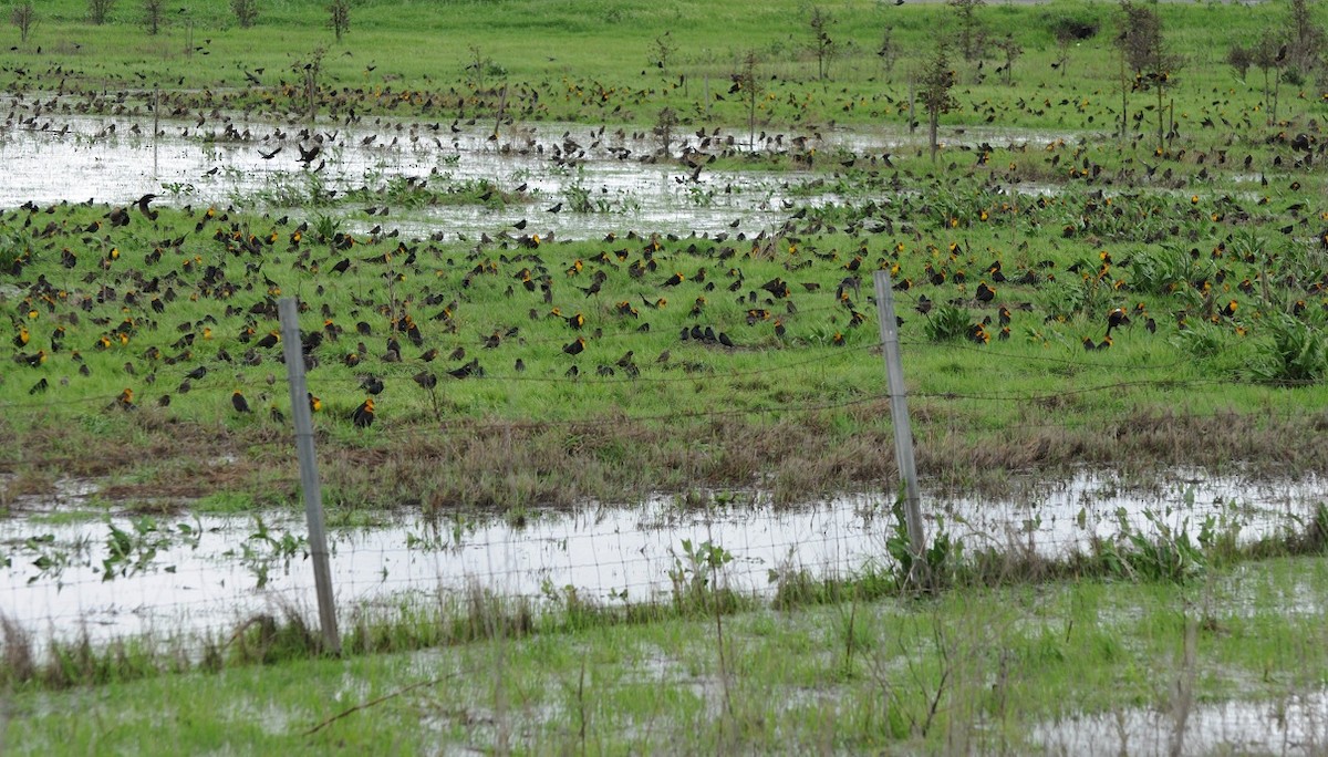 Yellow-headed Blackbird - ML25458951