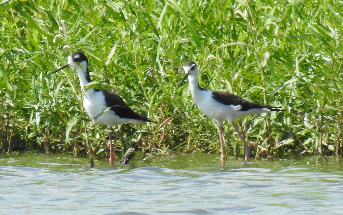 Black-necked Stilt - ML254593461