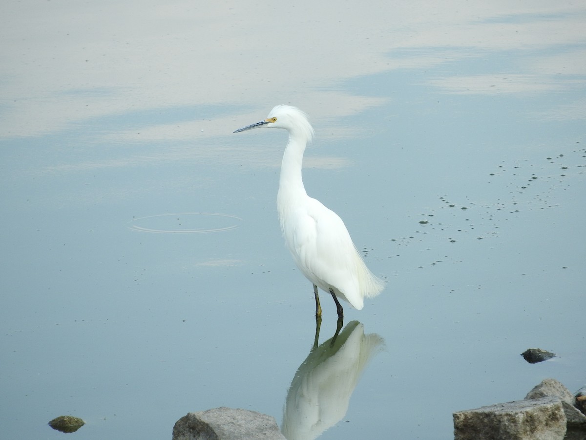 Snowy Egret - ML254596111