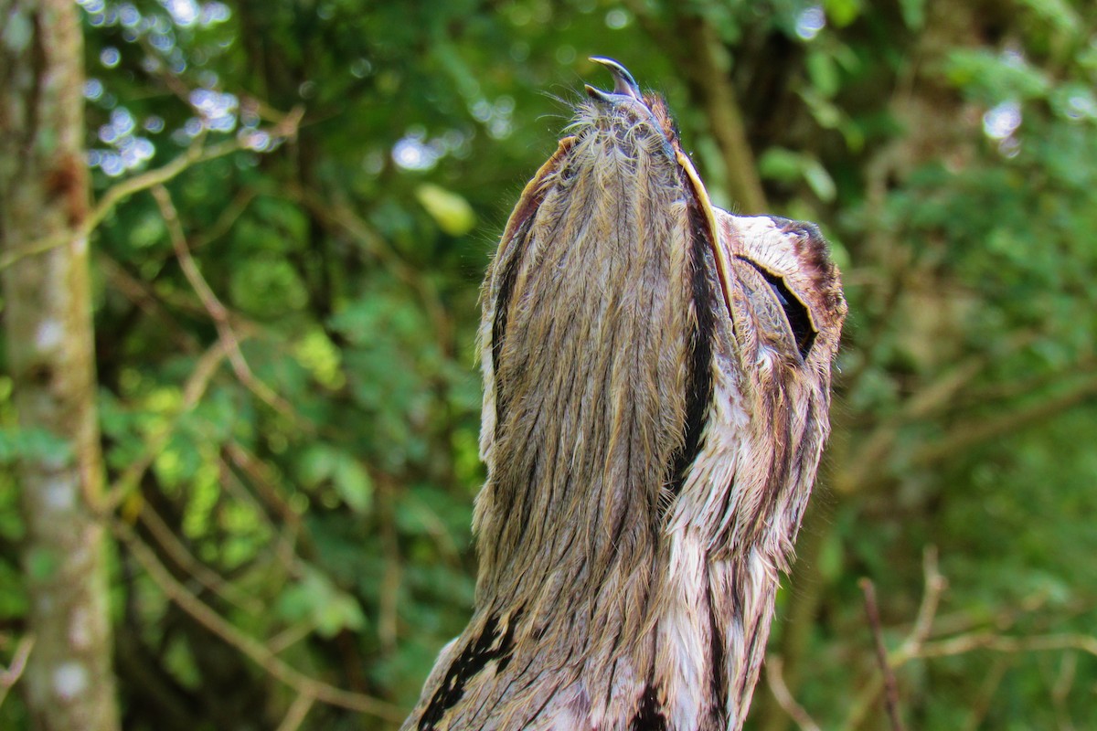 Common Potoo - ML254596221