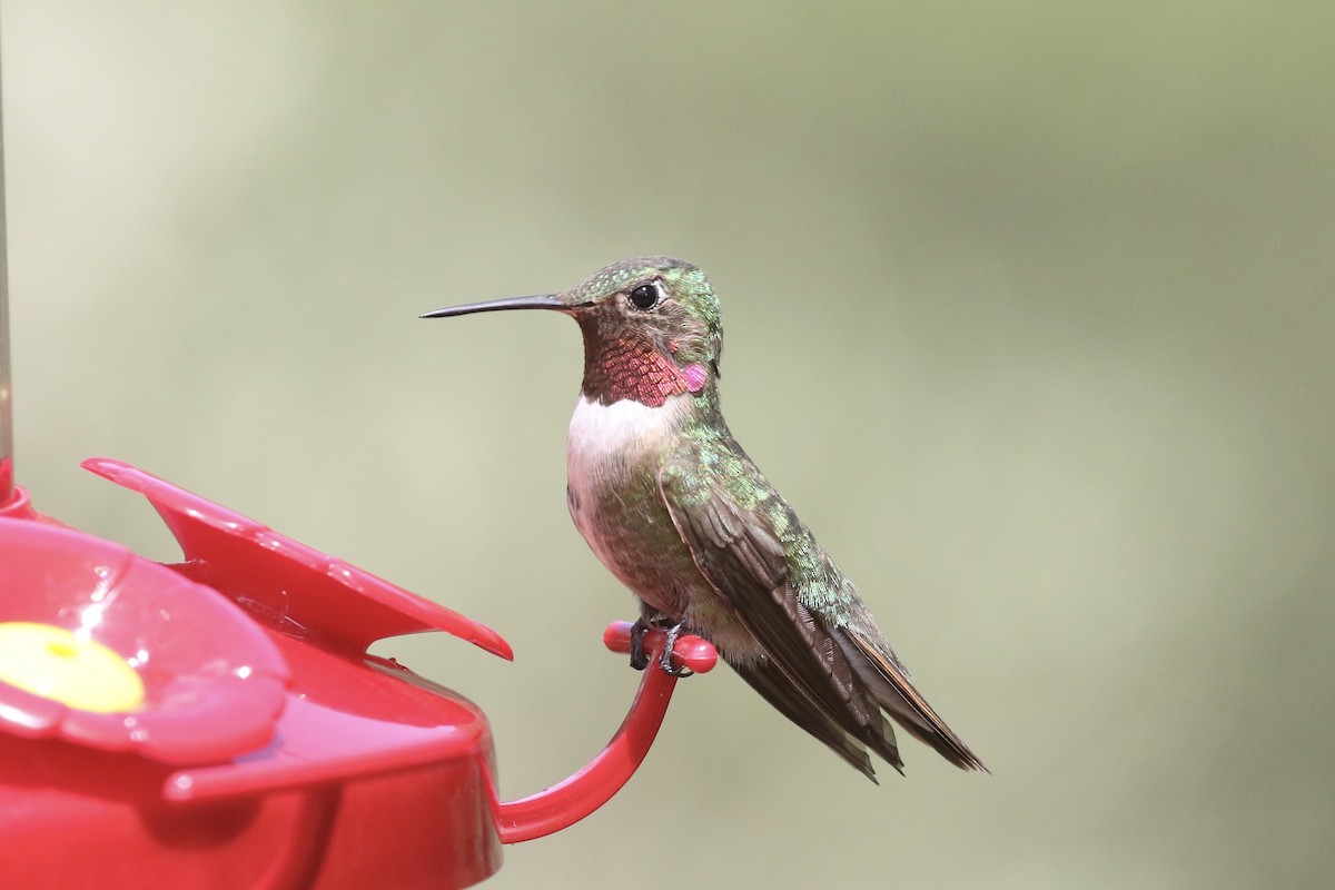 Broad-tailed Hummingbird - ML254596981
