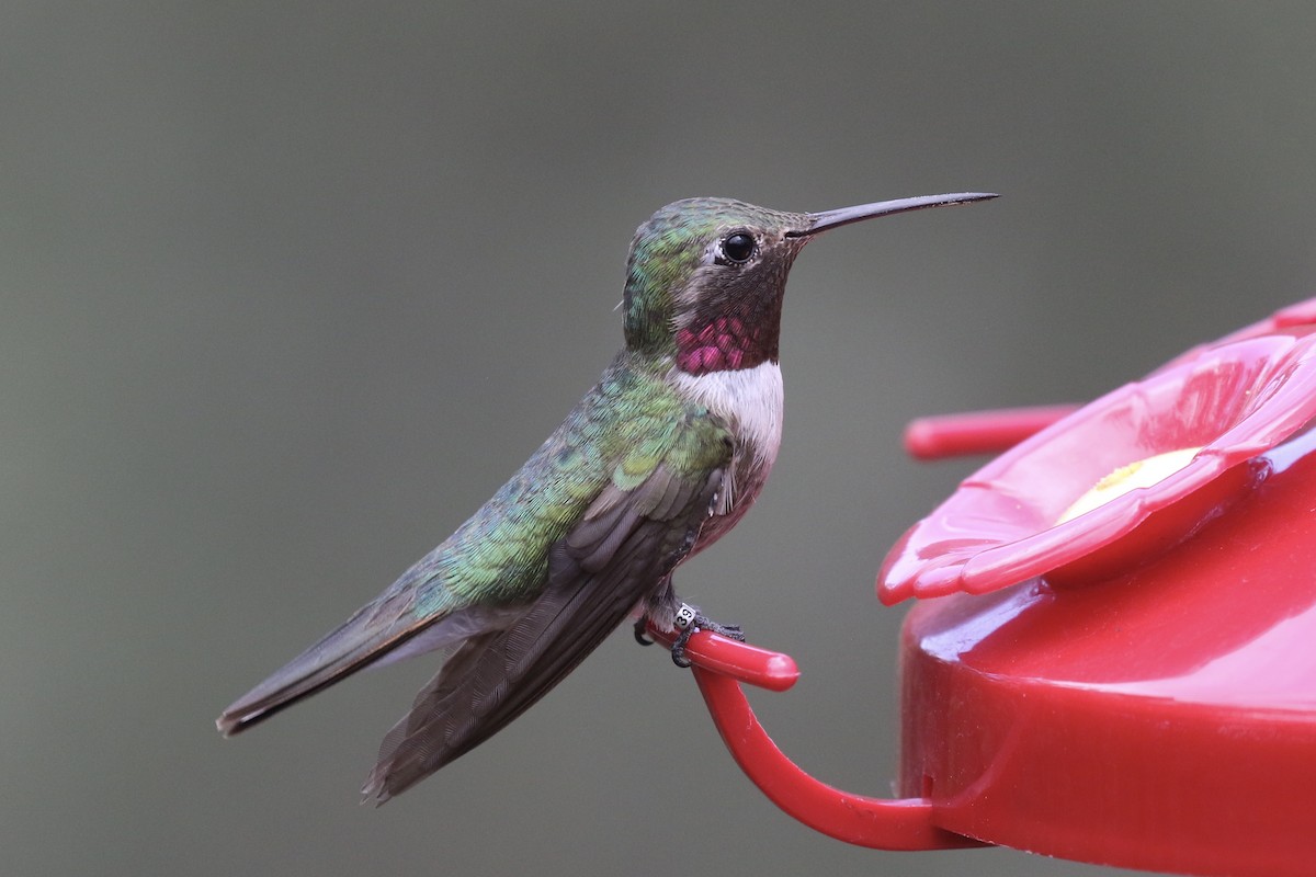 Broad-tailed Hummingbird - ML254597141