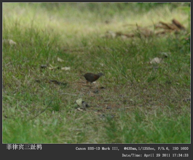 Spotted Buttonquail - ML254597581