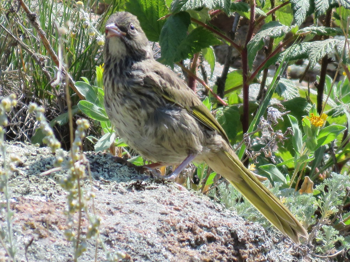 Green-tailed Towhee - ML254597921