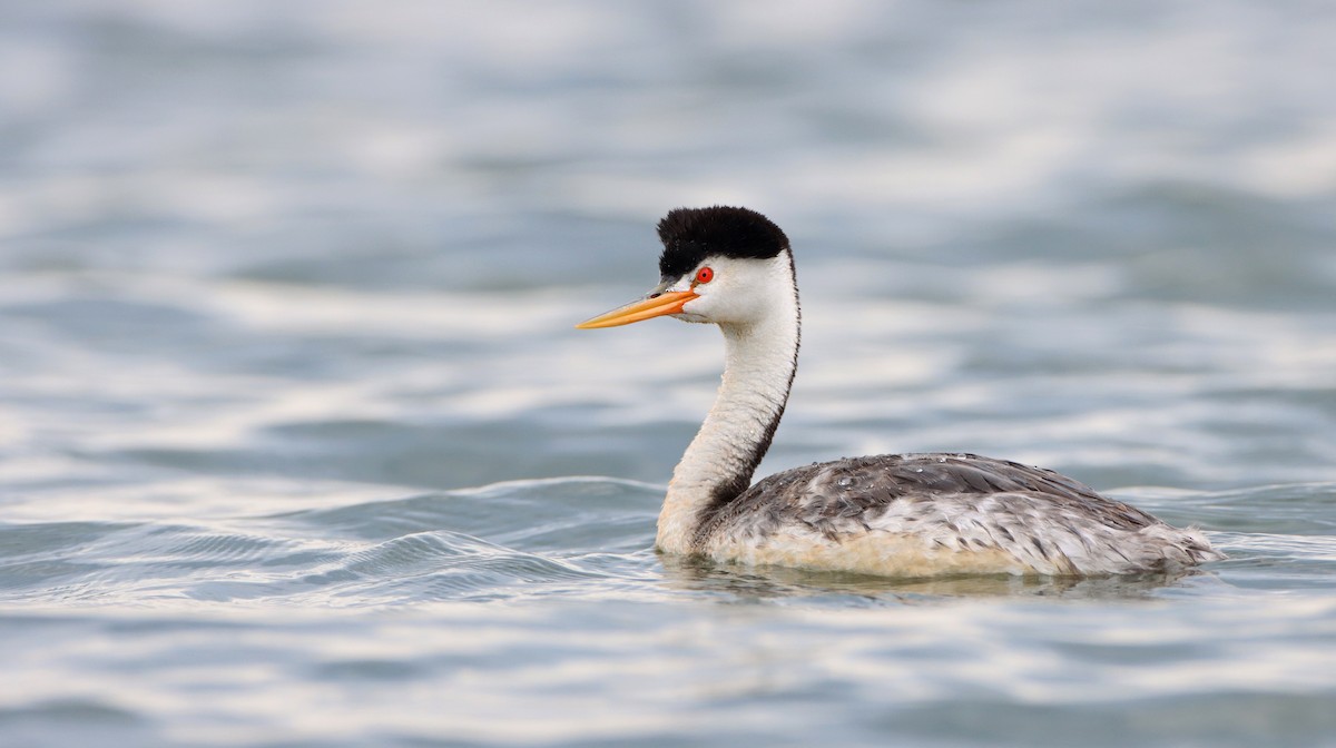 Clark's Grebe - ML254598781