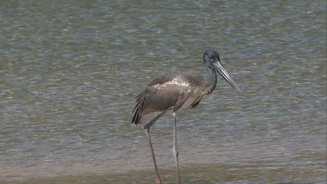 Black-necked Stork - ML254599371