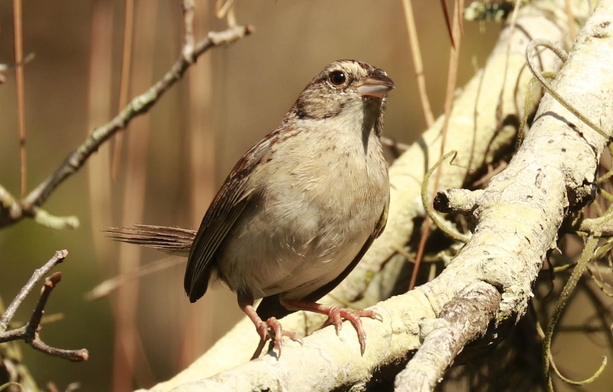 Bachman's Sparrow - ML254601451