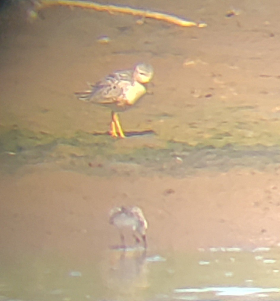 Buff-breasted Sandpiper - ML254602671