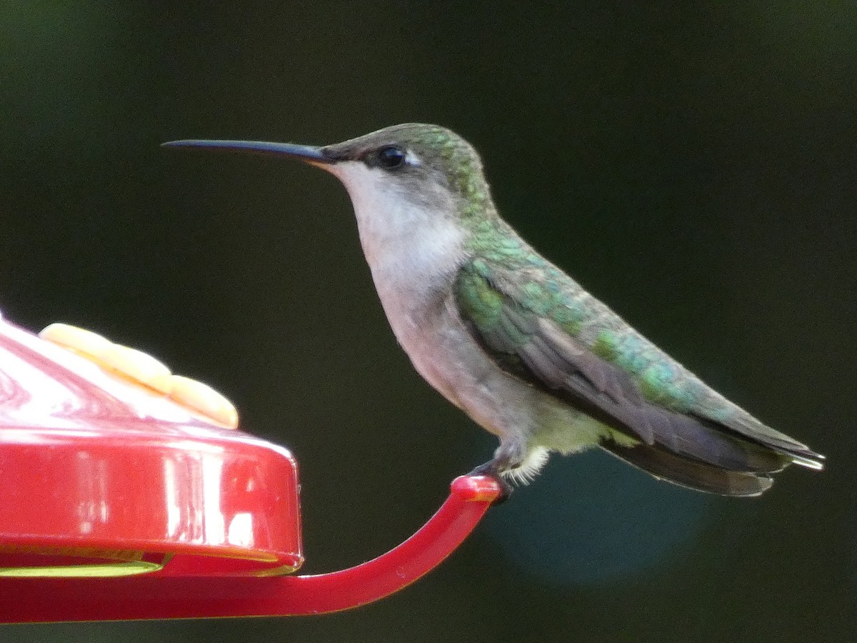Ruby-throated Hummingbird - Gloria Shiraef