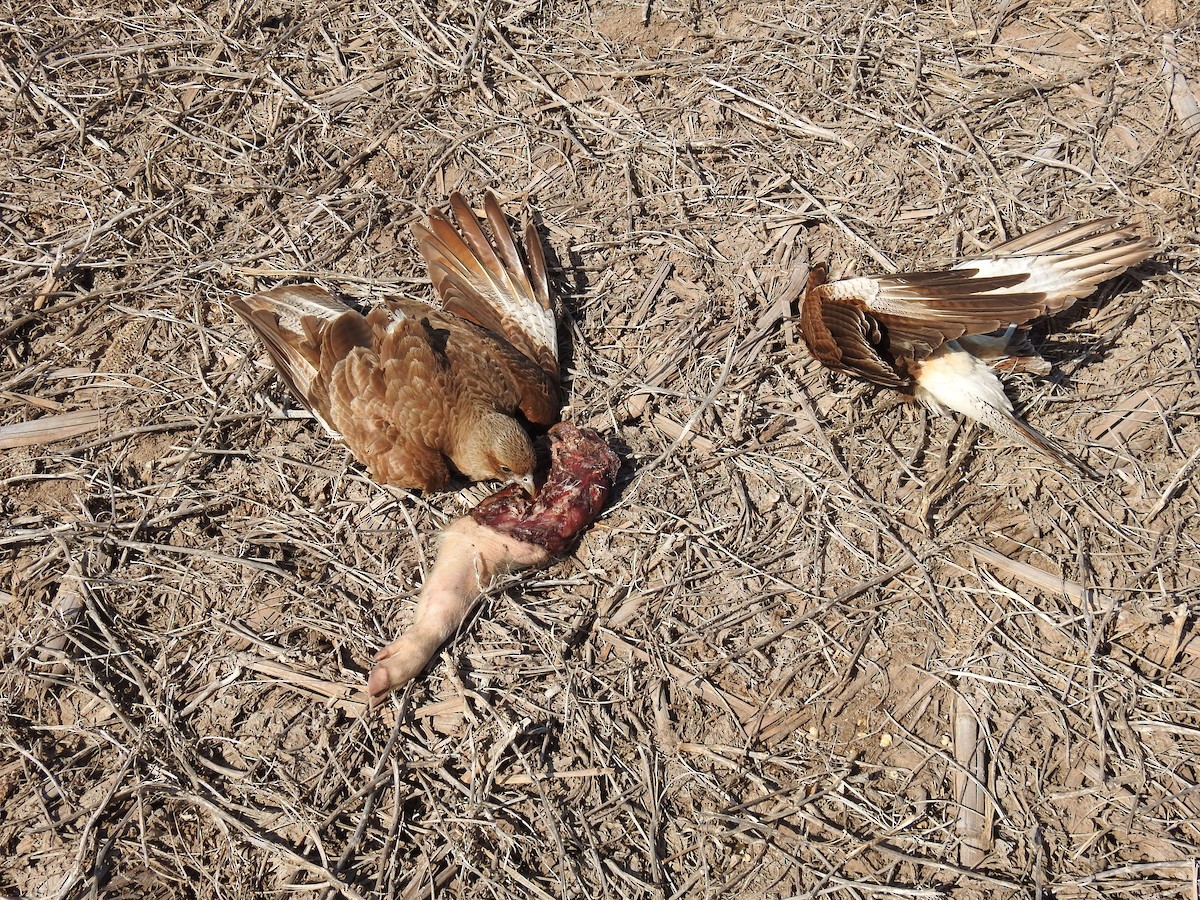 Chimango Caracara - ML254603871