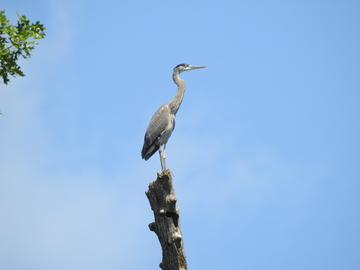 Great Blue Heron (Great Blue) - ML254604011