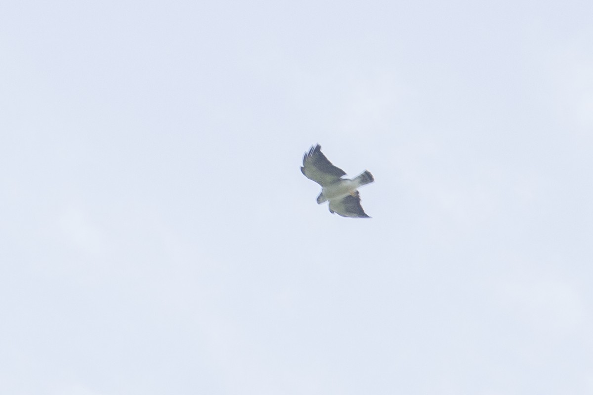 White-tailed Hawk - ML254604401