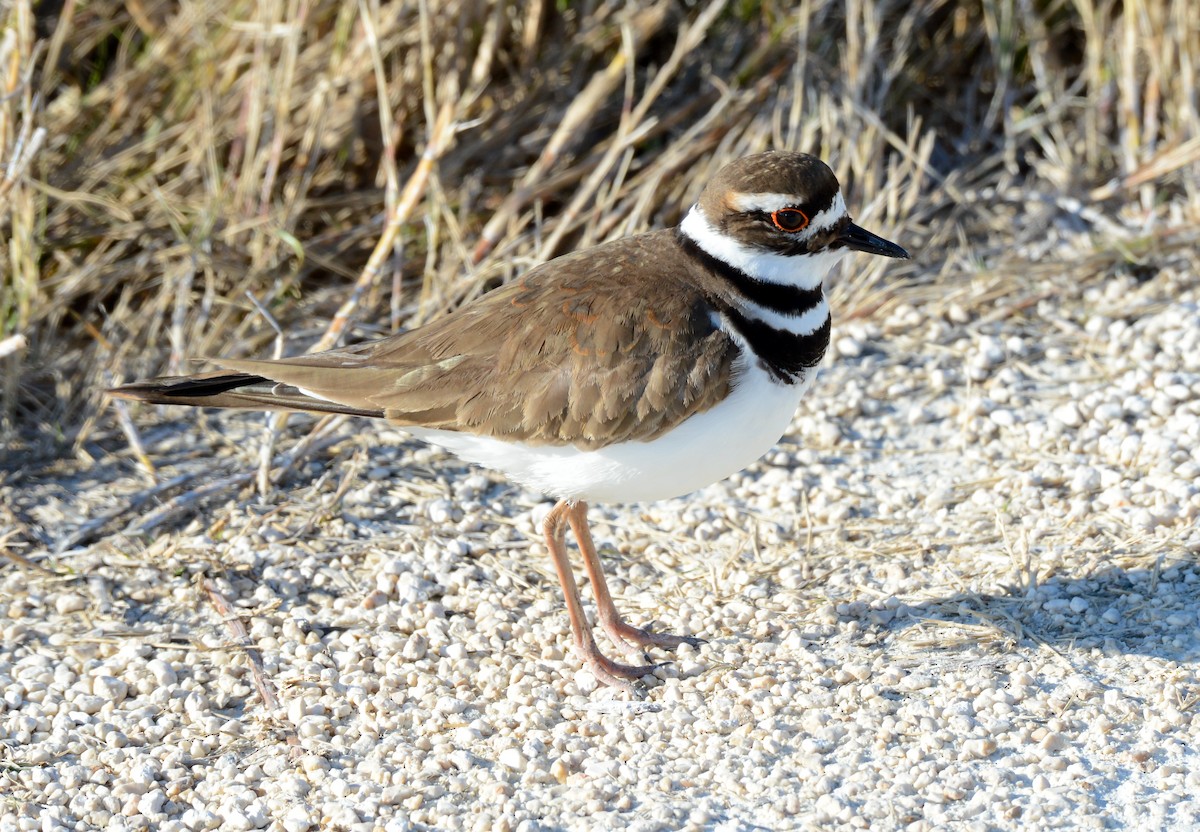 Killdeer - Erik Martin