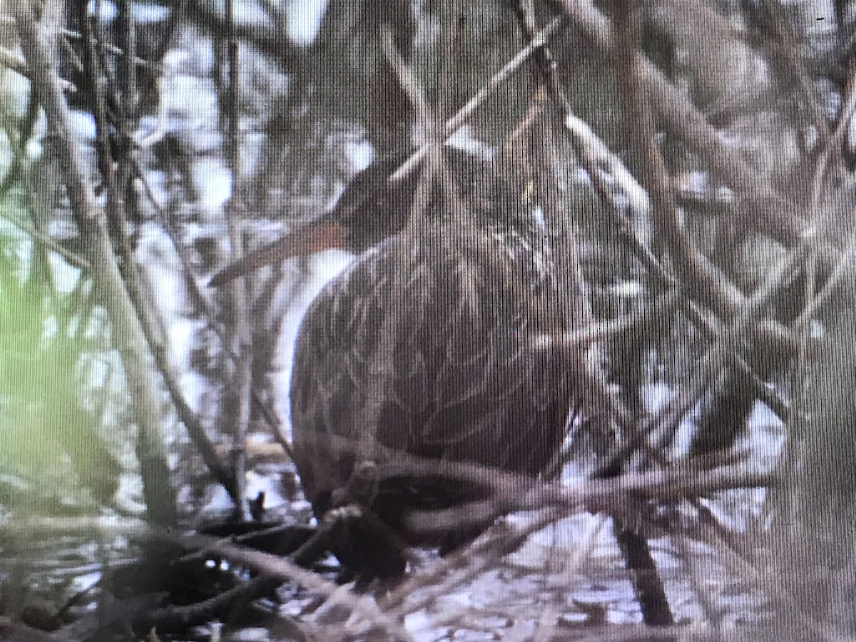 Virginia Rail - ML254607131