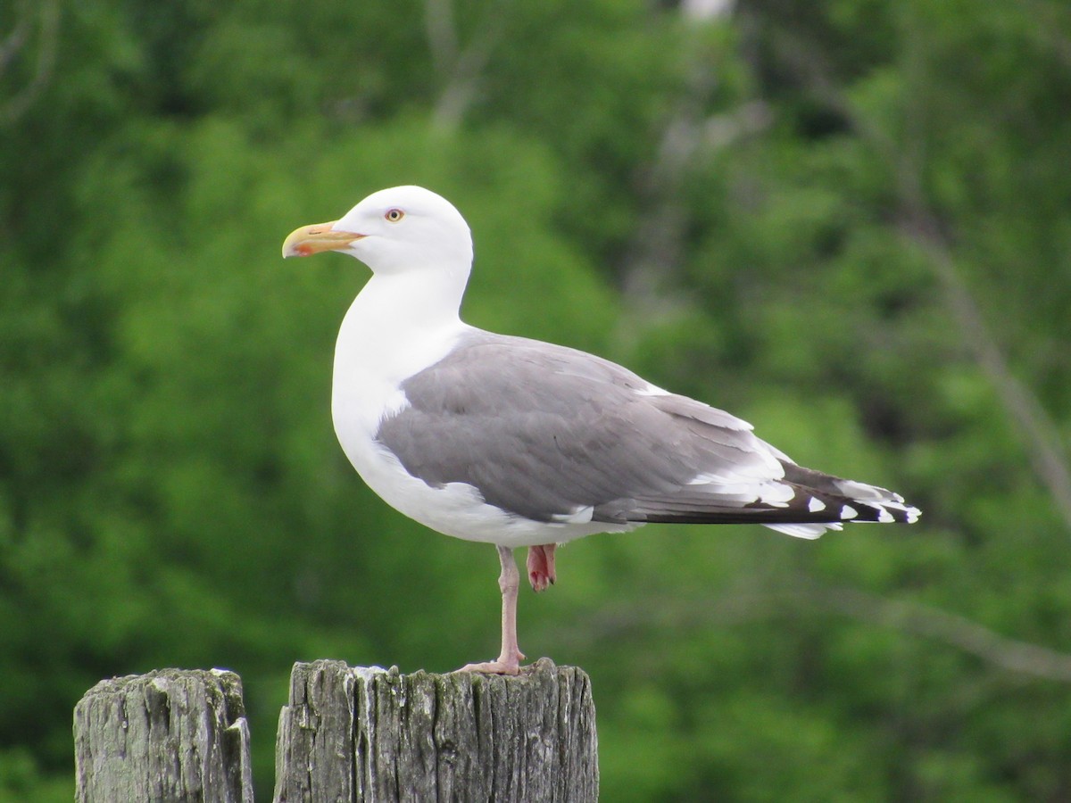 American Herring x Great Black-backed Gull (hybrid) - ML254611171
