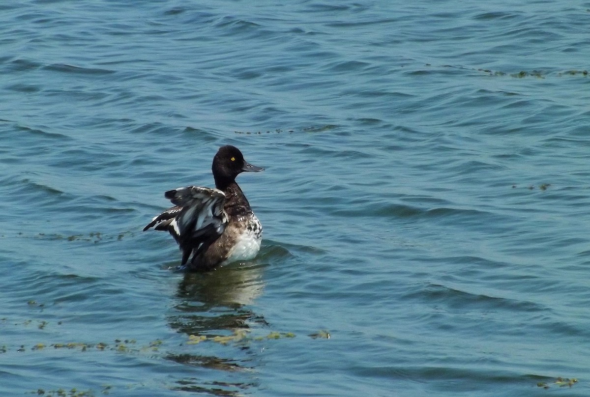 Lesser Scaup - Stefan Loznjakovic