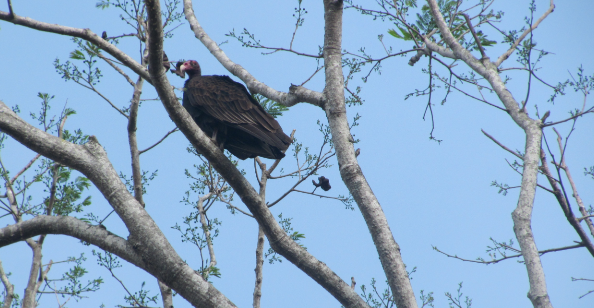 Turkey Vulture - Oriana Gabriela Manrique Pérez