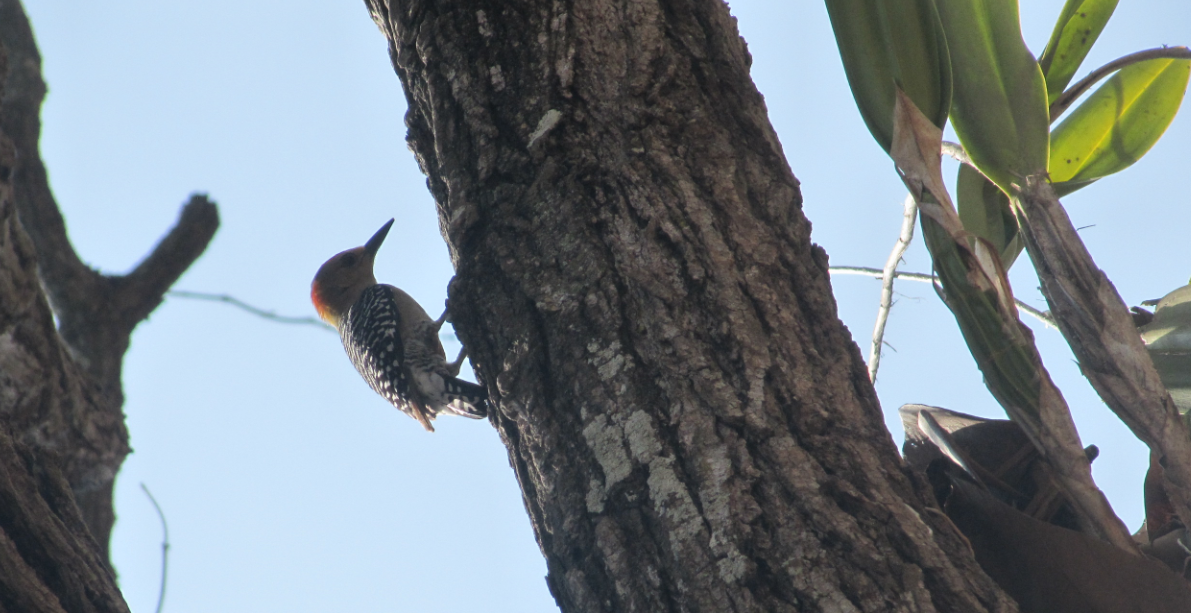 Red-crowned Woodpecker - Oriana Gabriela Manrique Pérez