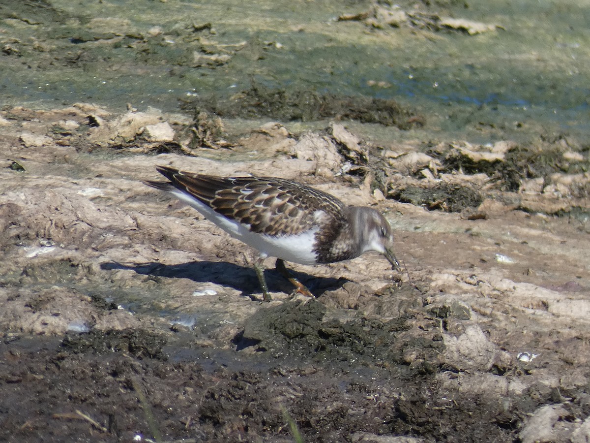 Ruddy Turnstone - ML254613341