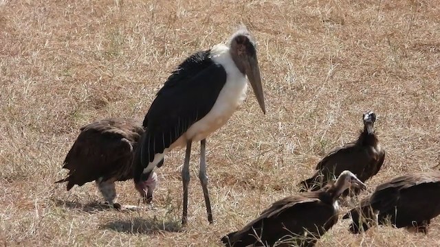 Lappet-faced Vulture - ML254613351