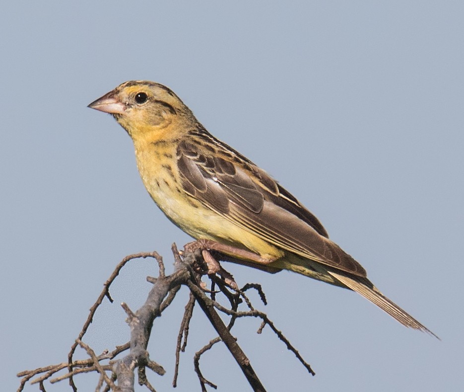 Bobolink - ML254613551