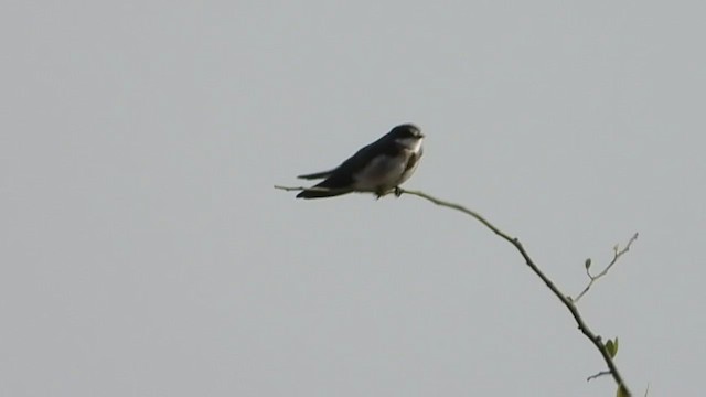 Banded Martin - ML254613761