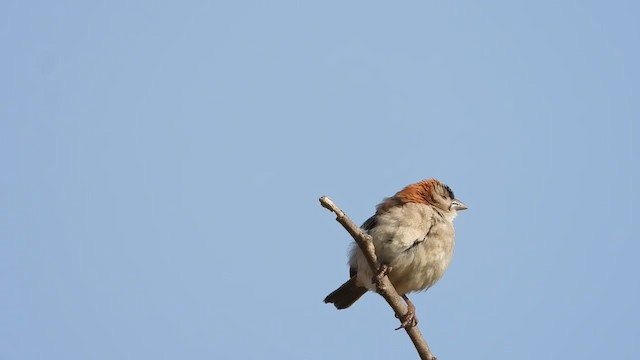 Speckle-fronted Weaver - ML254613801