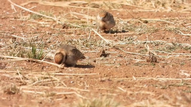 Fischer's Sparrow-Lark - ML254613811